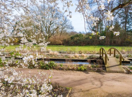 Spring landscape, blooming fruit trees, Japanese wooden bridge in Dowesee Park, Braunschweig, Germany. Beautiful nature, rest and relaxation.