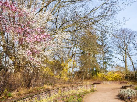 Frühlingspark mit blühenden Obstbäumen. Rastplatz in Braunschweig, Dowesee, Deutschland. Frühlingslandschaft