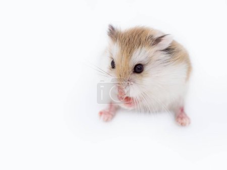 Großaufnahme Porträt des Roborovski Hamsters auf weißem Hintergrund mit Kopierraum. Phodopus roborovskii, Wüstenhamster, Robo-Zwerghamster - die kleinste von drei Hamsterarten der Gattung Phodopus