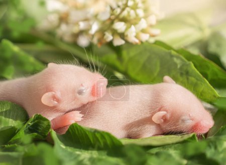 Two seven-day-old hairless fancy mice, baby mice on green leaves, pets, agricultural pests