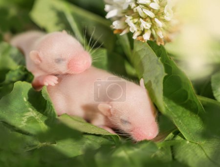 Blind baby mice on green leaves, two seven-day-old hairless fancy mice, pets, agricultural pests