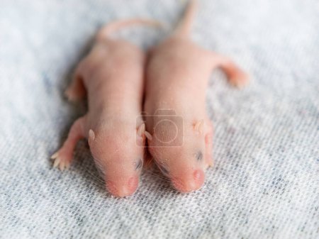Two blind little mice on a gray background, two six-day-old hairless fancy mice, pets, agricultural pests.