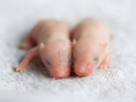 Portrait of two blind hairless little mice on a gray background, the sixth day of the life of a mouse, fancy mice, pets, agricultural pests