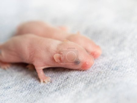 Side view of two blind hairless little mice on a gray background, sixth day of mouse life, fancy mice, pets, agricultural pests