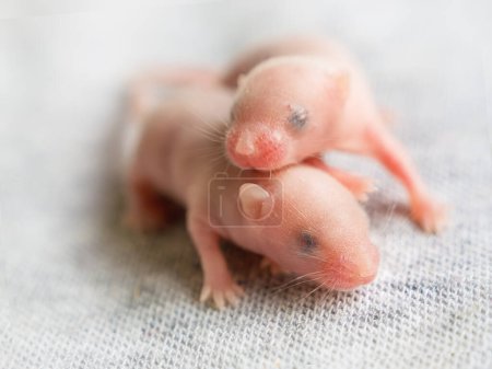 Two blind hairless little mice sleeping on each other on a gray background, the sixth day of the life of a mouse, fancy mice, pets, agricultural pests
