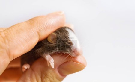 Little brown mouse in human hand, fancy mice, pets, agricultural pests. Man and animal