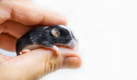 Kleine schwarze Maus auf den Fingern einer menschlichen Hand, ausgefallene Mäuse, Haustiere, landwirtschaftliche Schädlinge. Mensch und Tier