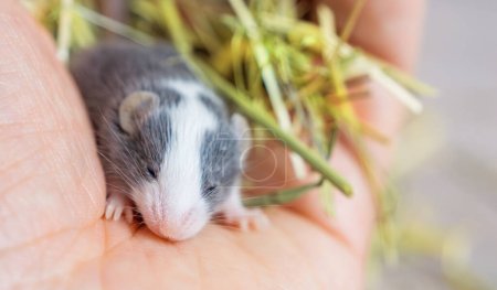 Schöne kleine graue Maus in der Handfläche einer menschlichen Hand, schicke Mäuse, Haustiere, landwirtschaftliche Schädlinge. Mensch und Tier