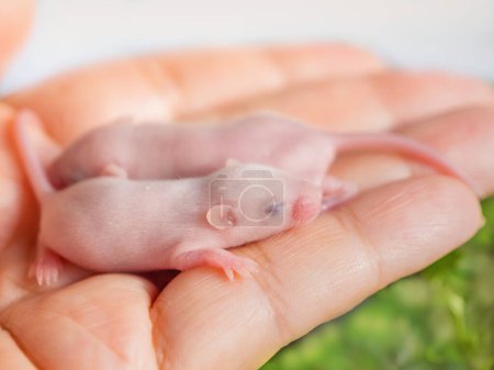 Two blind hairless mice on a human hand, animal life, reproduction of small rodents, agricultural pests, mammal animal, human and mice.