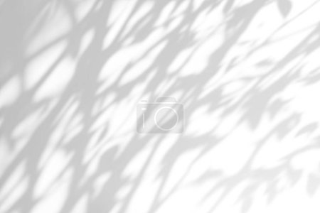 Foto de Efecto de superposición de sombras sobre fondo blanco. Fondo de luz solar abstracto con sombras botánicas orgánicas de plantas, hojas y ramas. - Imagen libre de derechos