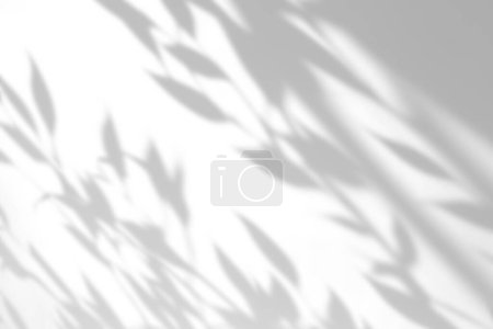 Téléchargez les photos : Effet de superposition d'ombre sur fond blanc. Fond abstrait de lumière du soleil avec des ombres botaniques organiques des plantes, des feuilles et des branches. - en image libre de droit