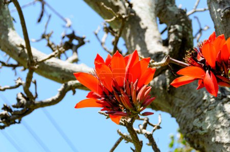Photo for Deigo,Indian Coral Tree flowers in okinawa - Royalty Free Image