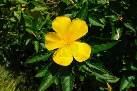 Photo for Yellow flower,Turnera ulmifolia,Sage Rose,West Indian holly - Royalty Free Image
