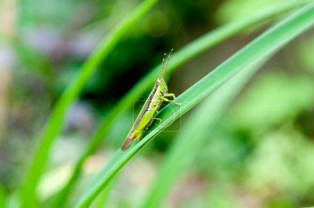 Photo for Japanese grasshopper (Oxya japonica) on grass. - Royalty Free Image