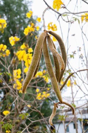 Photo for Golden trumpet tree seeds pod (Handroanthus chrysotrichus) - Royalty Free Image