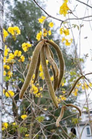 Photo for Golden trumpet tree seeds pod (Handroanthus chrysotrichus) - Royalty Free Image