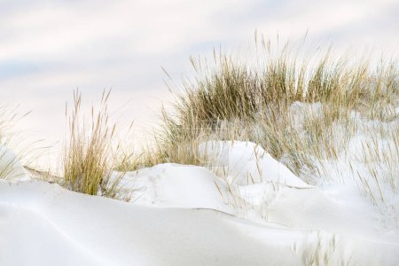 Winter landscape with snowy dunes on a late afternoon at the beach near Kwade Hoek on the island of Goeree-Overflakkee in the Netherlands.
