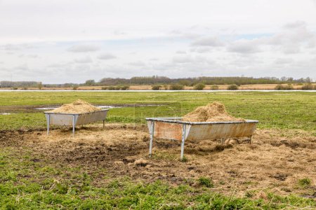 Two feeding troughs filled with hay stand in a field on the island Goeree-Overflakkee in southwest of The Netherlands.