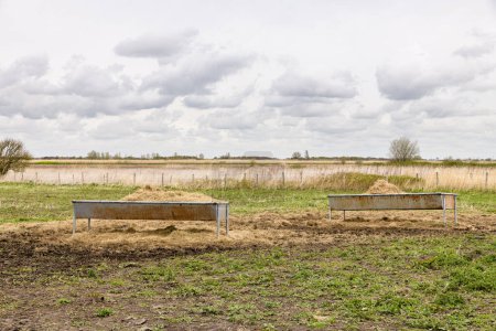 Two feeding troughs filled with hay stand in a field on the island Goeree-Overflakkee in the southwest of The Netherlands.