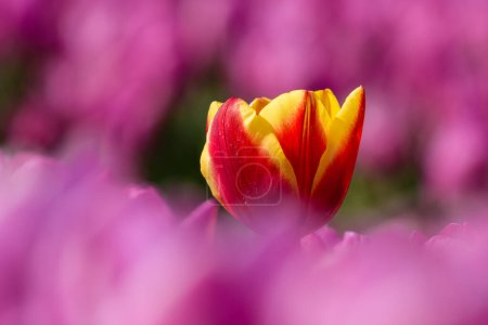 A single yellow red tulip grows in a field full with pink tulips in the Netherlands during spring.