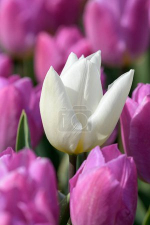 A single white tulip grows in a field full with pink tulips in the Netherlands during spring.
