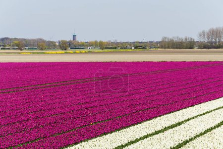 Flowering tulips in a large field on the island Goeree-Overflakkee in the Netherlands. The village Dirksland is in the background.