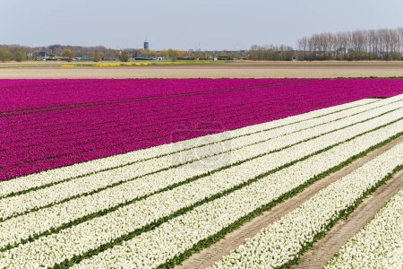 Tulipes à fleurs blanches et violettes dans un grand champ de l'île Goeree-Overflakkee aux Pays-Bas. Le village Dirksland est en arrière-plan.