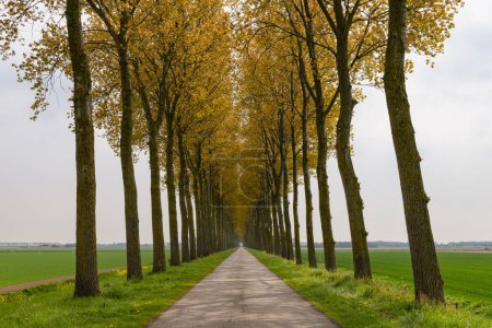 Une petite route de campagne sur une digue avec des arbres des deux côtés menant au loin sur l'île Goeree-Overflakkee aux Pays-Bas