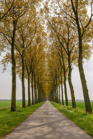 A small country road on a dyke with trees on both sides leading into the distance on the island Goeree-Overflakkee in the Netherlands.