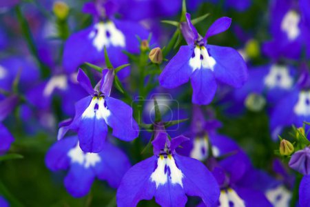 Photo for Lobelia is a genus of herbaceous plants in the bellflower family. - Royalty Free Image