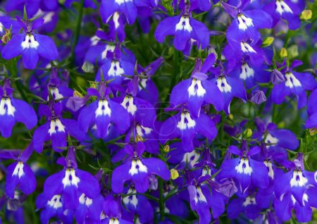 Photo for Lobelia is a genus of herbaceous plants in the bellflower family. - Royalty Free Image