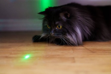 Scottish straight cat playing with laser pointer.
