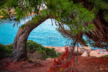 Foto de Un viejo árbol torcido en la orilla del mar Mediterráneo. - Imagen libre de derechos