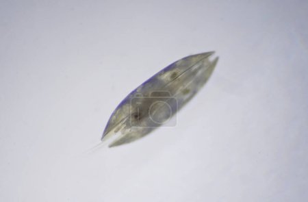 Photo for Ostracods of class of the Crustacea under microscope. Seed shrimp. - Royalty Free Image
