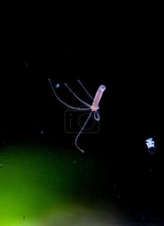 Photo for Freshwater hydra. Small aquarium parasite. - Royalty Free Image