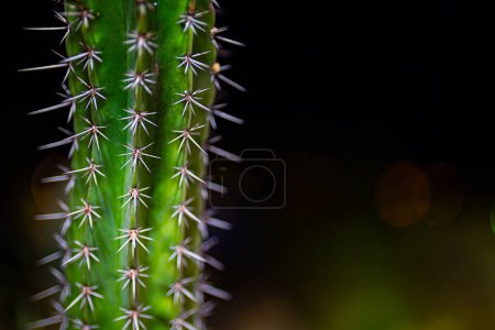Téléchargez les photos : Portrait d'un cactus dans le jardin la nuit. - en image libre de droit