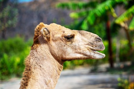 Caminatas en camello en el zoológico nacional.