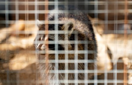 Trauriger Waschbär im Käfig im Zoo.