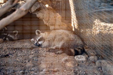 Trauriger Waschbär im Käfig im Zoo.