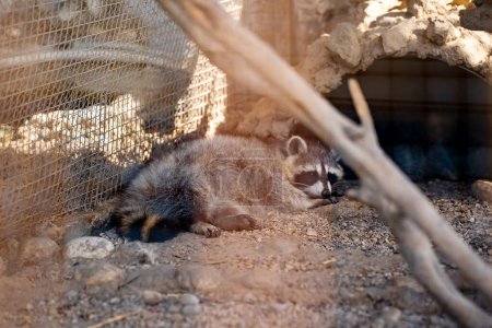 Foto de Un mapache triste en una jaula en el zoológico. - Imagen libre de derechos