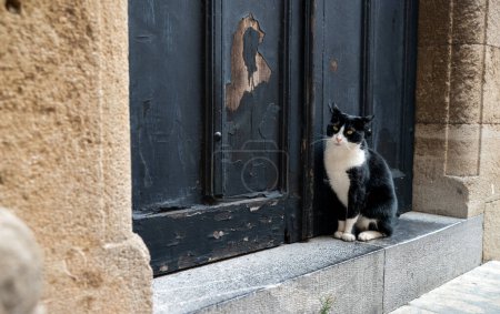 The cat sits in front of the door and asks to go home.