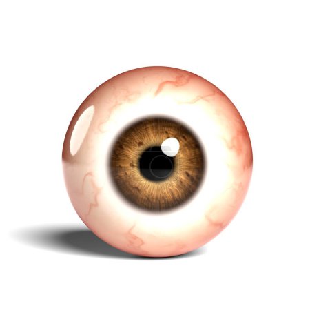 Foto de Vista frontal de globo ocular humano realista aislado sobre fondo wihte, representación 3D. - Imagen libre de derechos