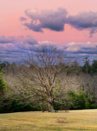 Téléchargez les photos : Arbre solitaire dans une prairie herbeuse sous un ciel coloré et dramatique dans le parc national des Smoky Mountains - en image libre de droit
