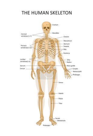 Diagramm des menschlichen Skeletts. Hauptteile des Skelettsystems. Frontansicht. Medizinische Illustration
