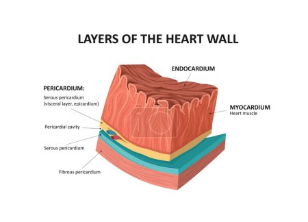 Illustration for Layers of the Heart Walls. Endocardium and myocardium layers. - Royalty Free Image