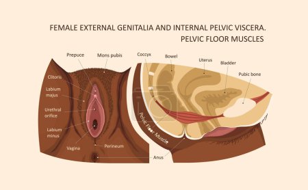Organes génitaux externes féminins et viscères pelviens internes. Muscles du plancher pelvien. Illustration vectorielle