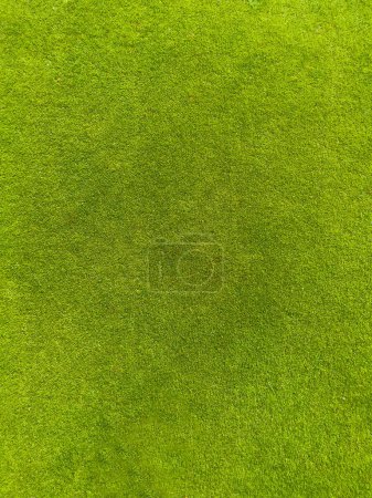 Téléchargez les photos : Contexte d'une herbe verte. Texture pelouse verte. Surface de golf. - en image libre de droit