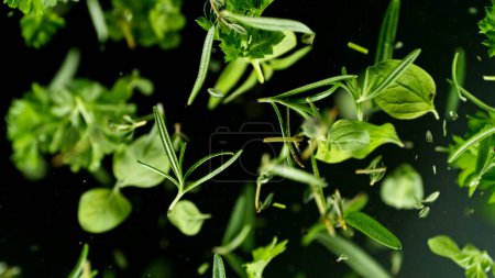 Photo for Falling fresh herbs leaves, isolated on black background. Freeze motion. - Royalty Free Image