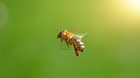 Photo for Flying honey bee isolated on green background. Macro shot, low depth of focus. - Royalty Free Image