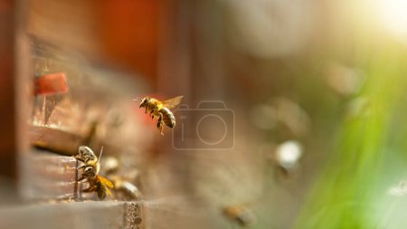 Photo for Flying honey bees into beehive. Gathering pollen on meadow. Macro shot, low depth of focus. - Royalty Free Image